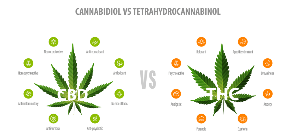 CBD versus THC (full spectrum) – what are the differences?